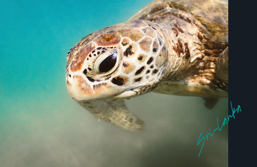 Noel Forseas, creative lifestyle photographer Australia. Close up view of the face of a sea turtle.
