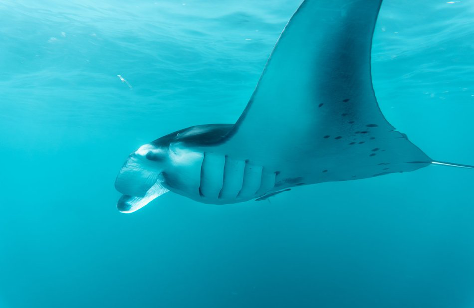 Noel Forseas, fotógrafo profesional Palma de Mallorca. Manta raya en el mar.